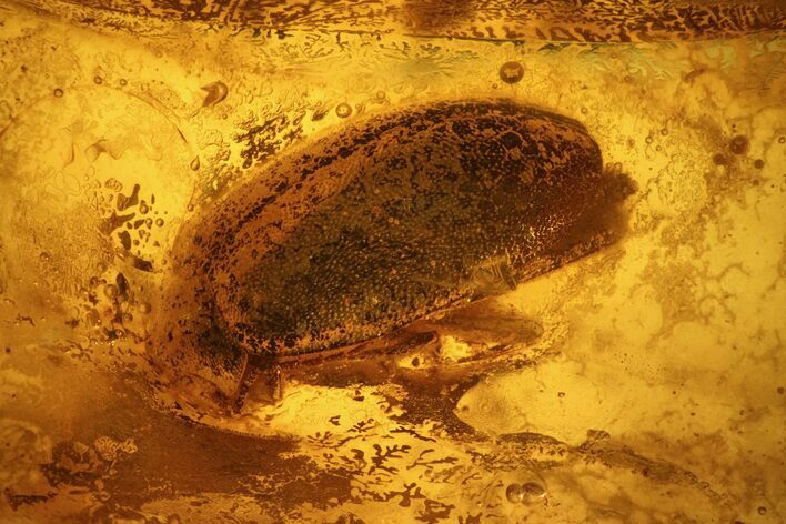 Detailed Fossil Beetle (Coleoptera) In Baltic Amber #139048